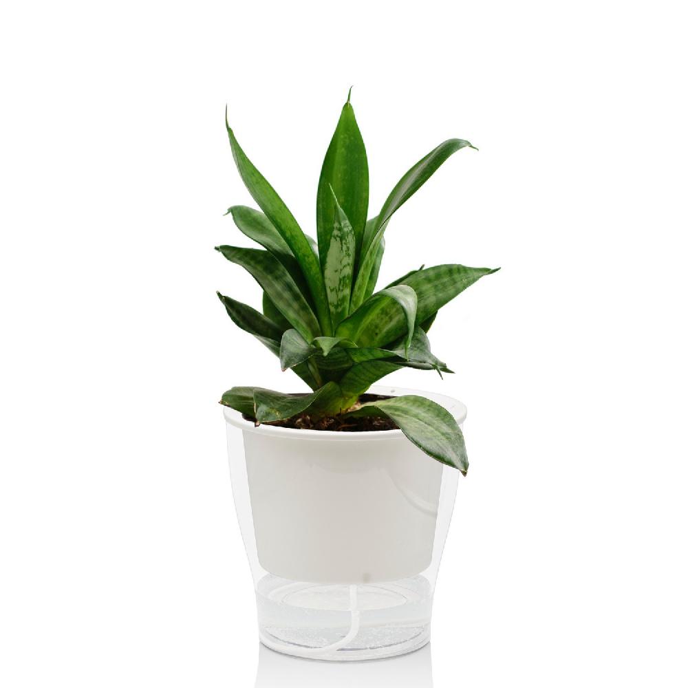 Tomasucci Vaso autoinnaffiante per esterno / interno RAFFY MEDIUM Economico