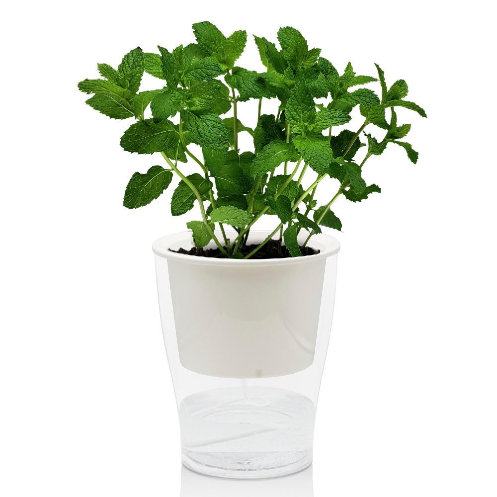Tomasucci Vaso autoinnaffiante per esterno / interno RAFFY LARGE Online