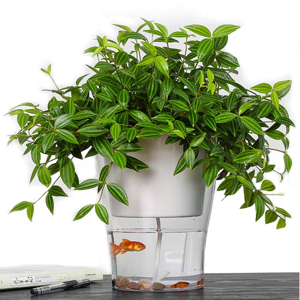Tomasucci Vaso autoinnaffiante per esterno / interno RAFFY LARGE Online