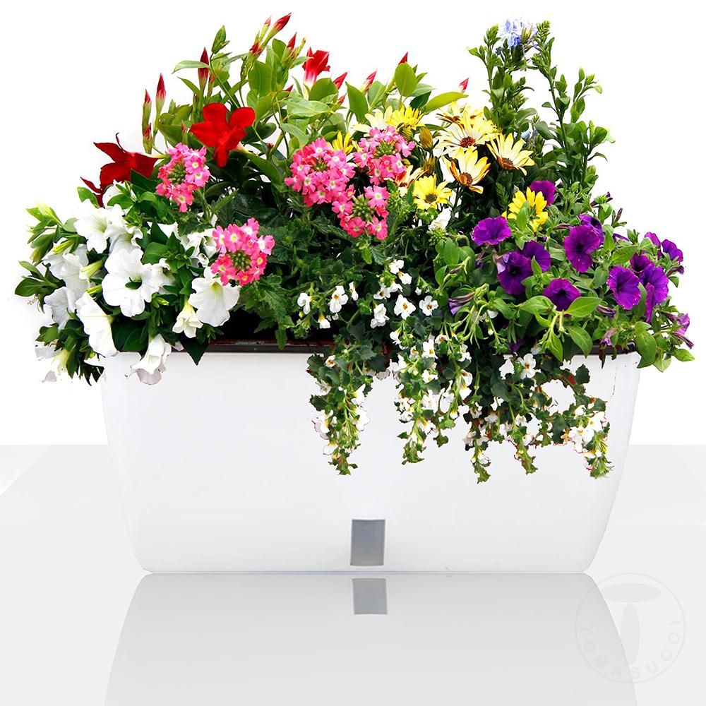 Tomasucci Vaso autoinnaffiante per esterno / interno DAHLIA BIG Saldi