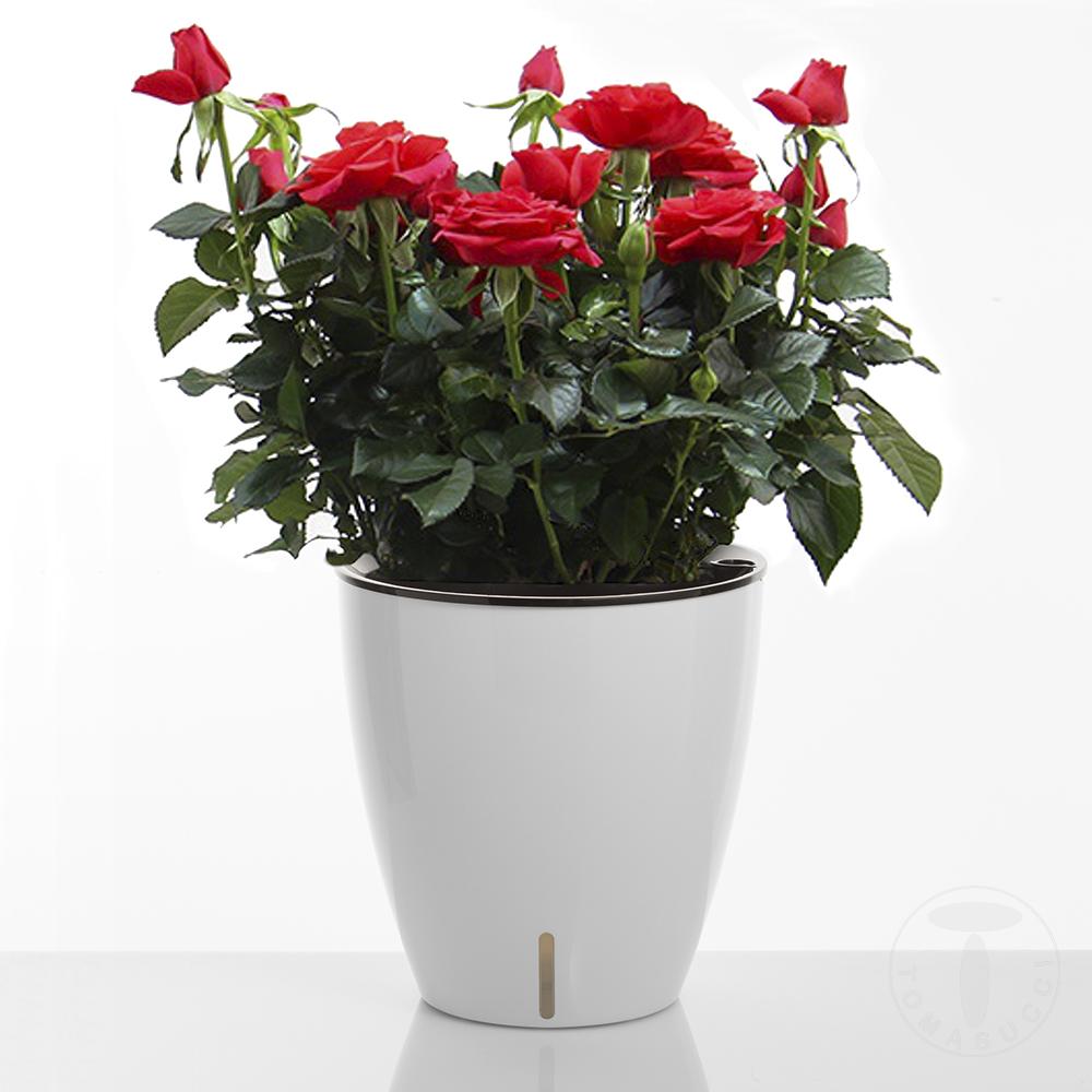 Tomasucci Vaso autoinnaffiante per esterno / interno TULIP Hotsell